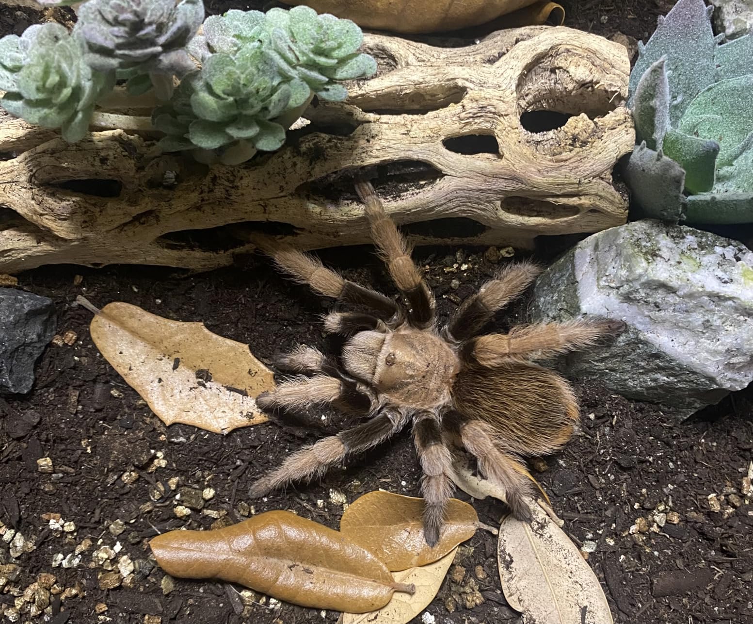 Reptile PC Terrarium Set, Reptile Tank 20