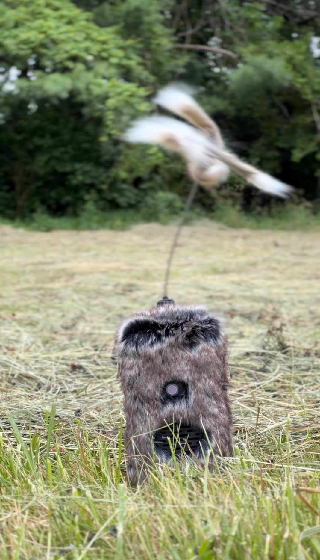 Icotec Furnado Predator Game Caller Decoy Combo - Designed for Coyote, Fox, Bobcat, Raccoon Hunting - 15 Sounds Included, 150 Yard Remote Range. customer photo 2