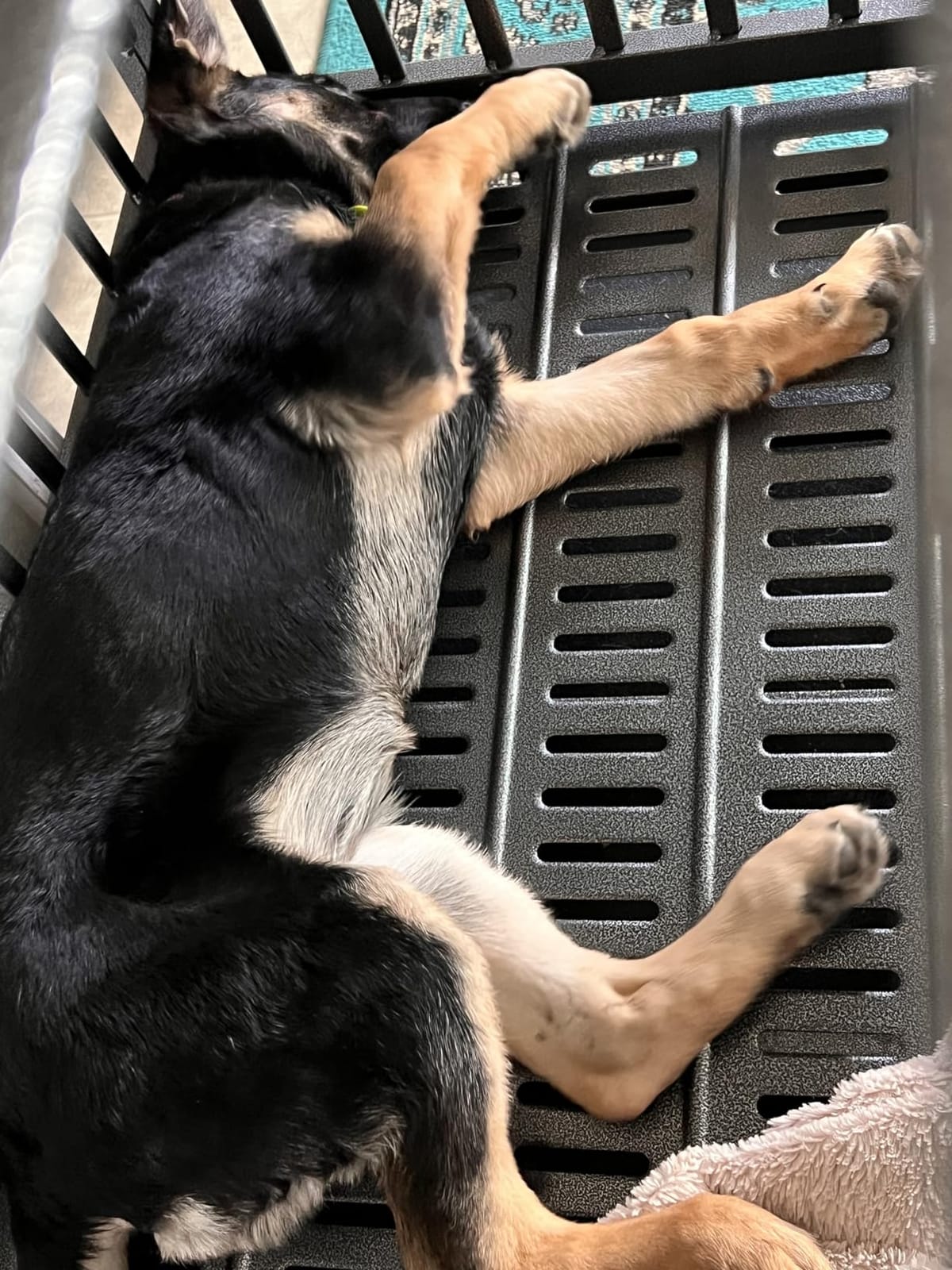 Oranland 48 Inch Heavy Duty Dog Crate,Upgraded Reinforced Baseplate customer photo 1