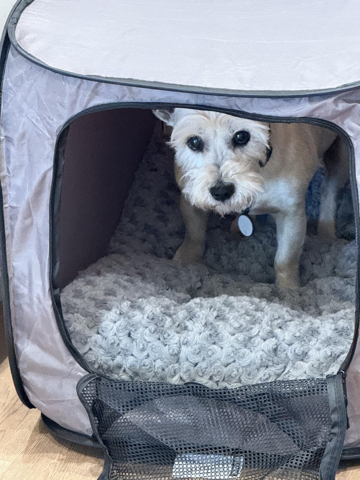 SportPet Designs Soft Sided Pop-Open Kennels, Light Green customer photo 1