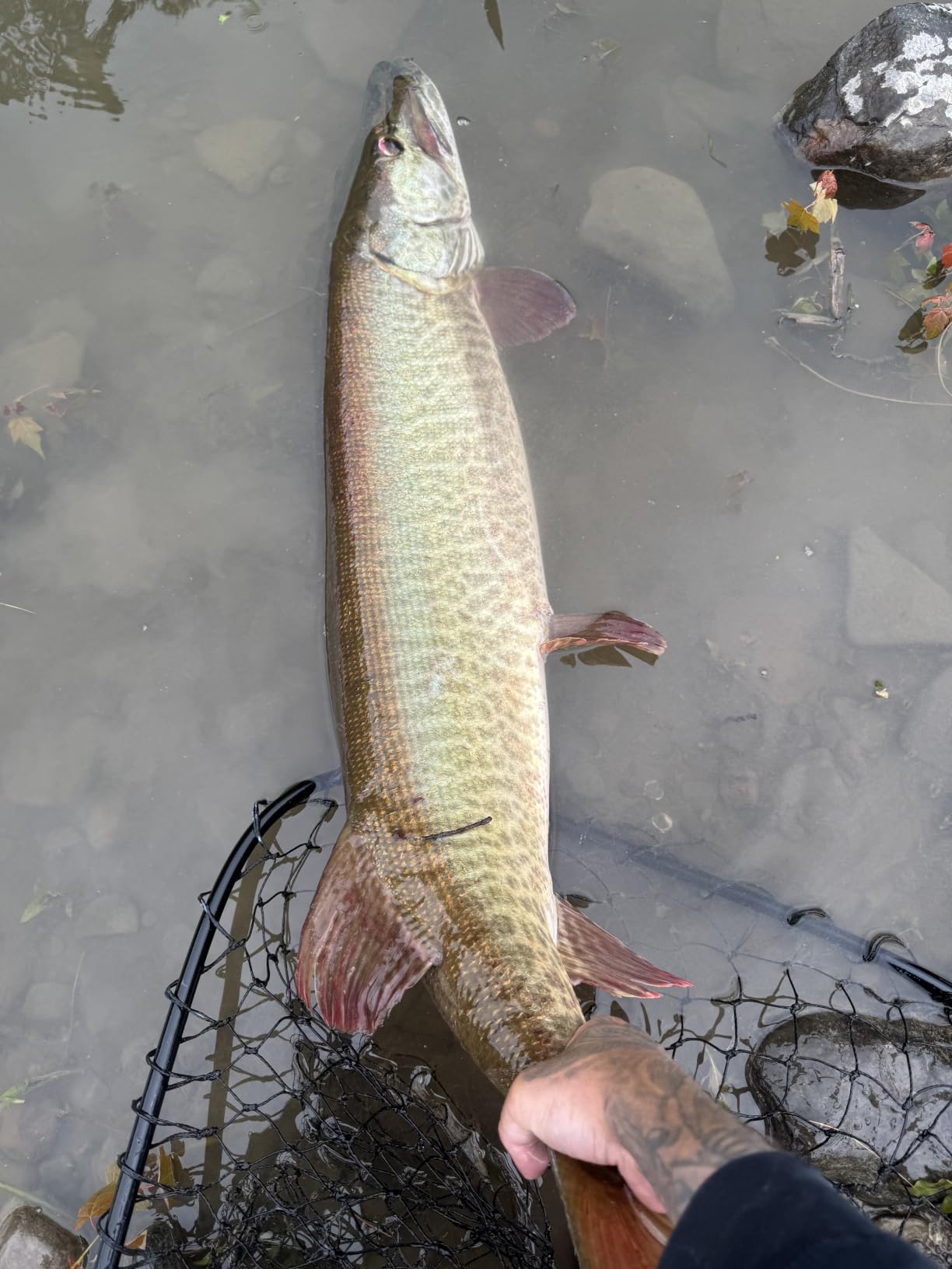 HANDING M1 Pike Heavy Casting Rod 2-Piece Musky Rod Swimbait Rod customer photo 1