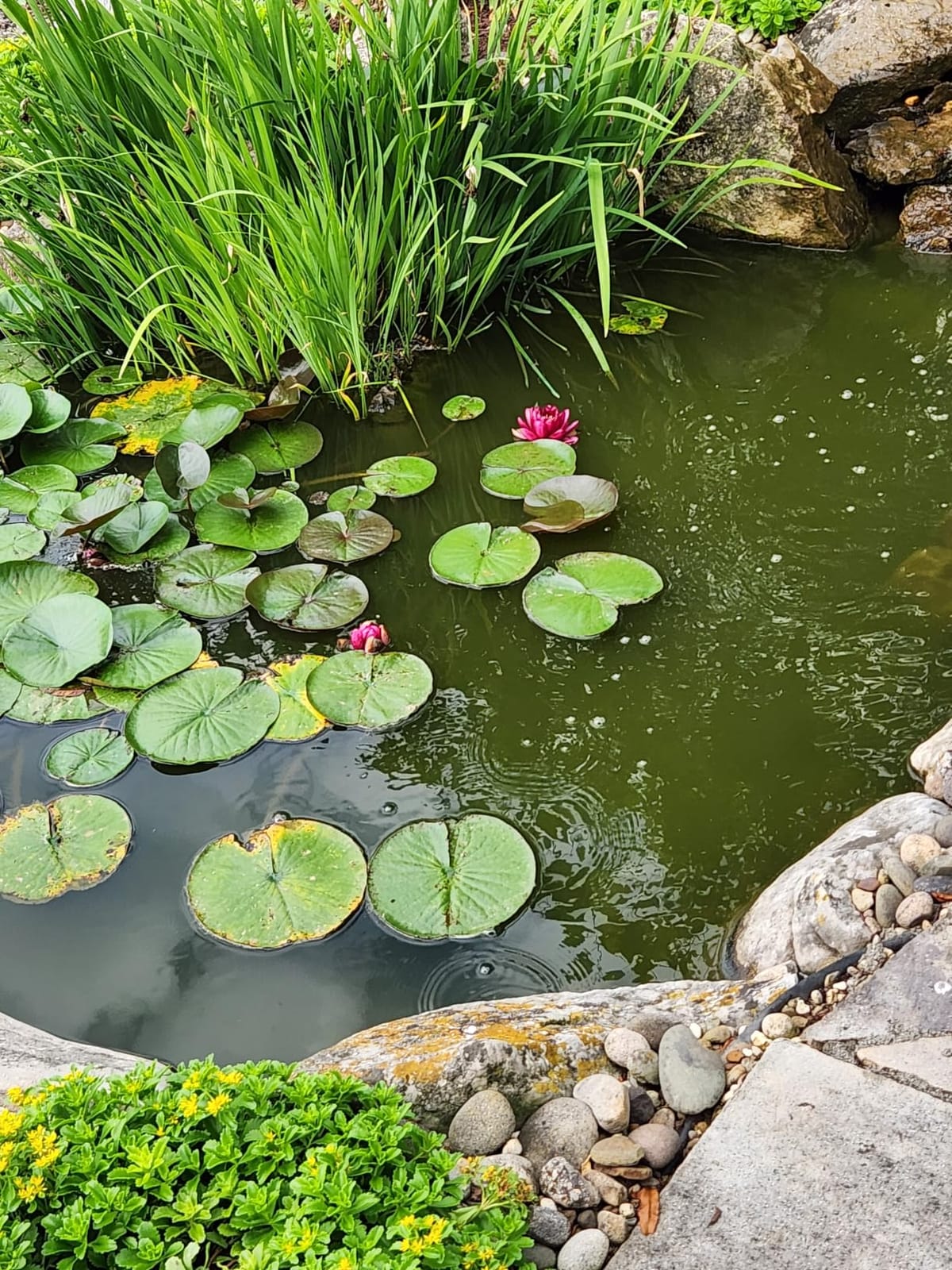 32W Pond UV Light for 200-2000 Gallon, Aquarium UV Light, UV Water Clarifier for Pond, Cold Plunge, Koi Pond, Aquarium, Swimming Pool and Fish Tank for Algea Control customer photo 1