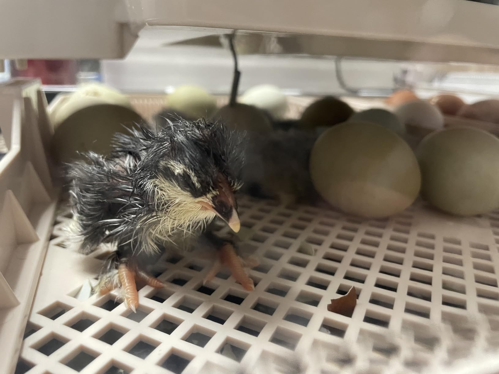 Sailnovo 56 Egg Incubator for Hatching Eggs with Automatic Egg Turning Gray customer photo 2