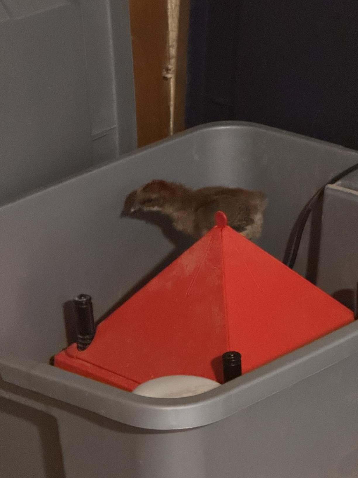 Chick Brooder Heater with Anti-Roost Cone & Constant Temp Red 10