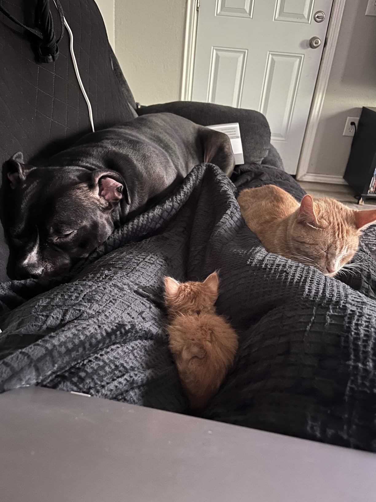 Texciting Heated Blanket 50