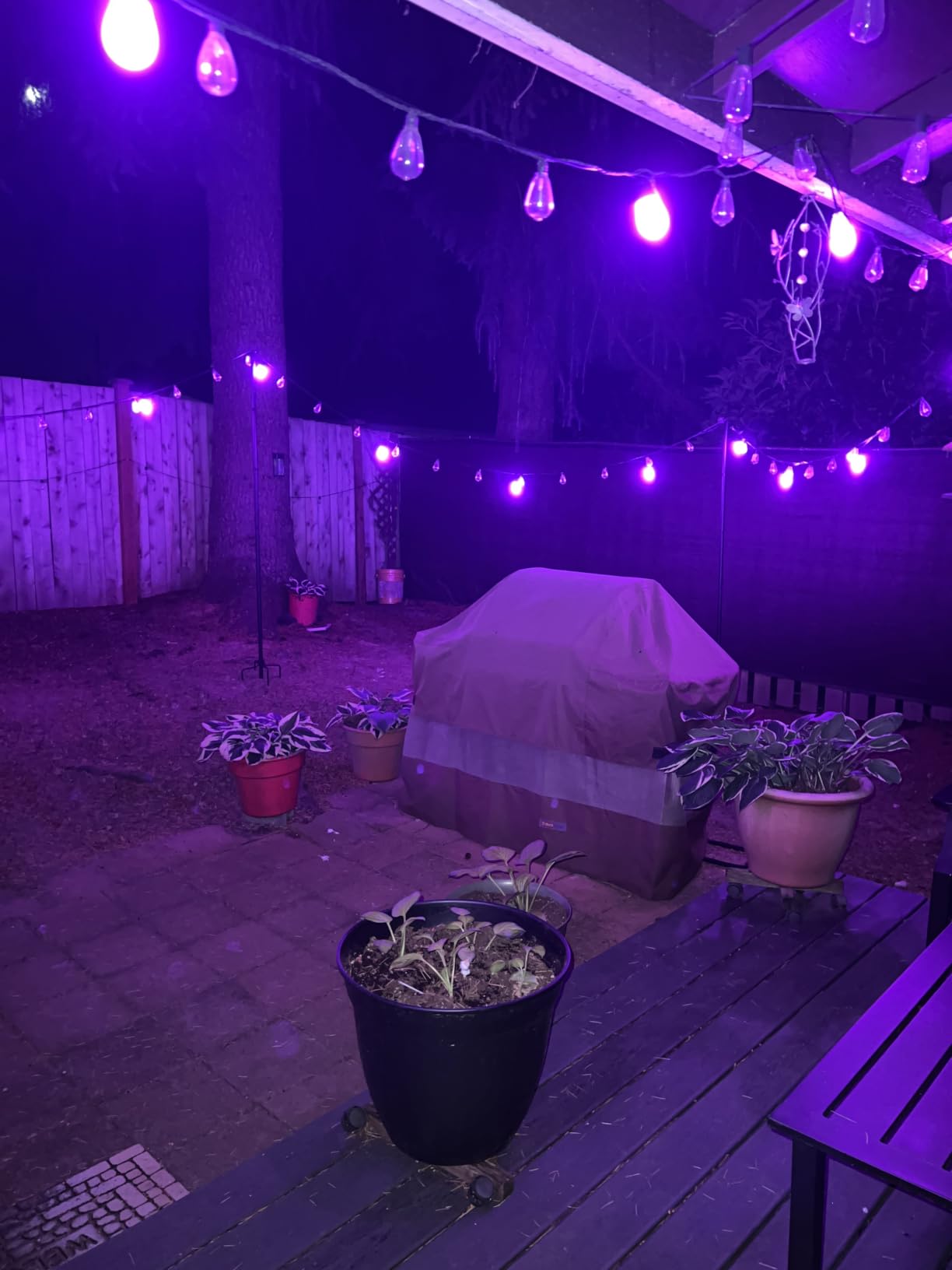 Govee S14 Bulb Outdoor String Lights 2, 144ft RGBICWW, 45 LED Bulbs, IP66 customer photo 1