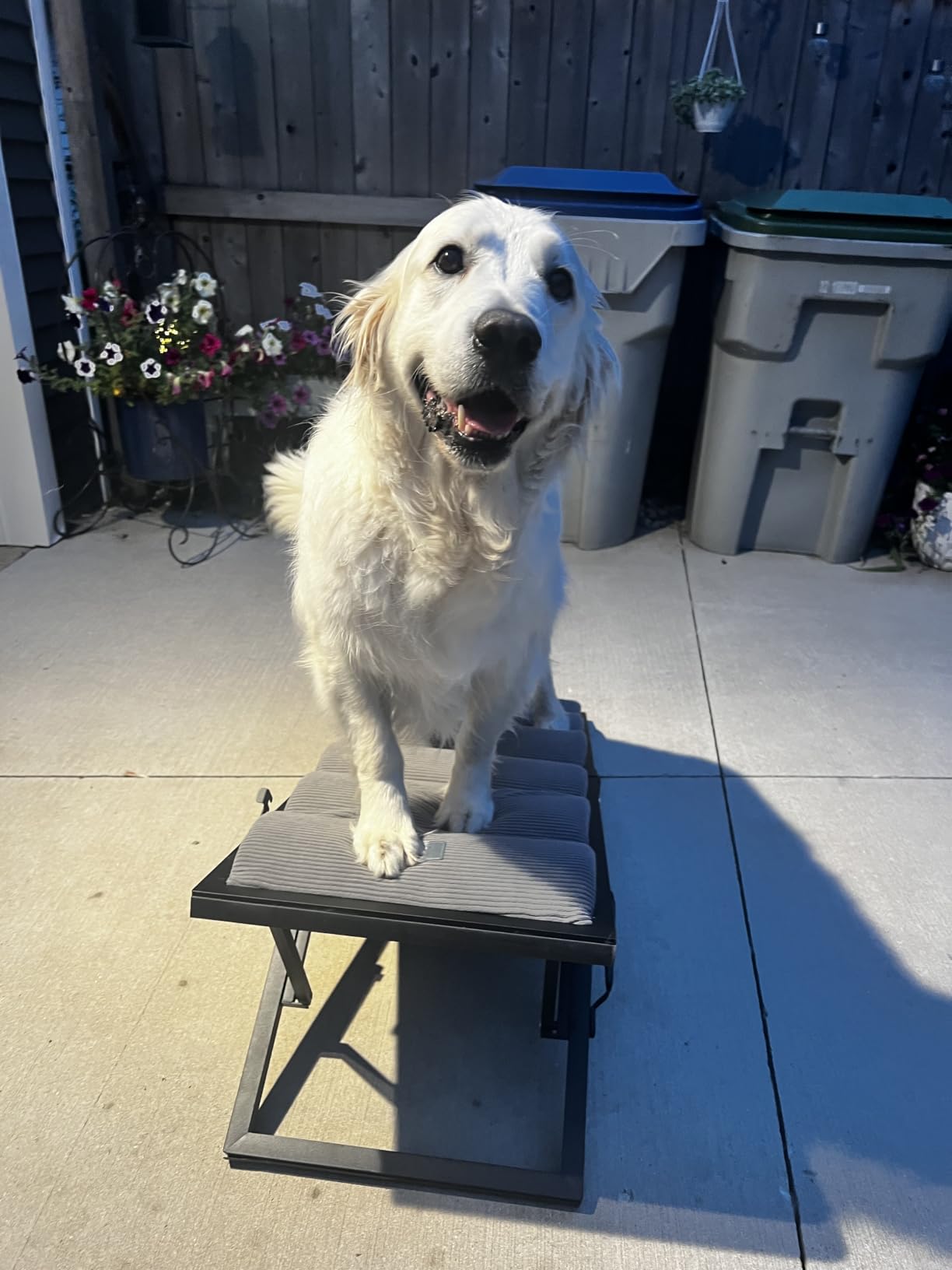 Veehoo Foldable Dog Ramp for Bed Couch Large Dogs, Adjustable 12-20'' High customer photo 1