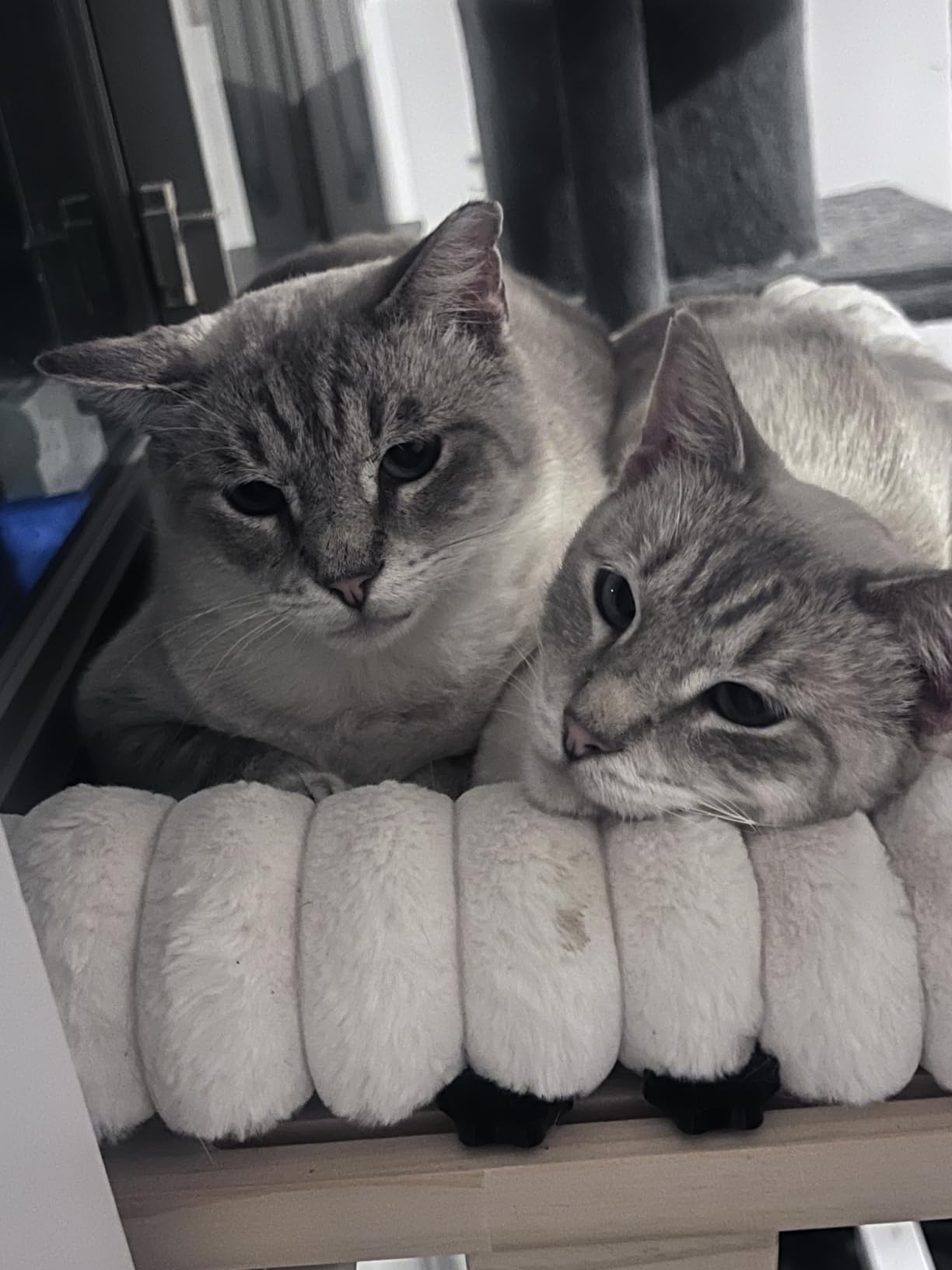 Cloud-Soft Cat Window Sill Perch, Zipper Design Cushion Pet Bed, M customer photo 2