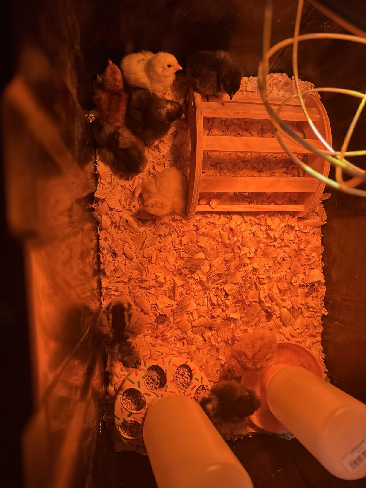 Chick Brooder Heater Plate with Digital Temperature Control, Chicken Coop Heater for Chicks & Ducklings, LED Display, Remote Control, Adjustable Angle, 86°F–167°F Heating Plate customer photo 2