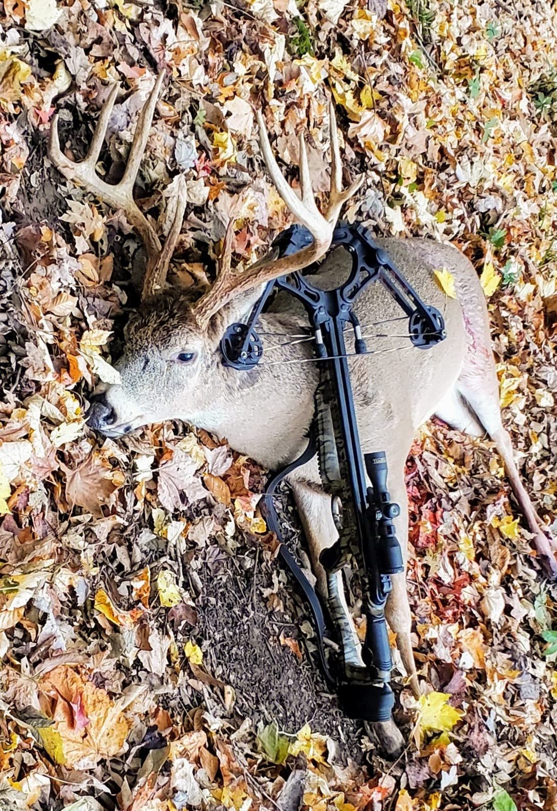 Barnett Whitetail Series Crossbow Package – Hunting Crossbows with 4x32 Scope, Arrows, Quiver & Cocking Device Options – Multiple Models & Configurations customer photo 2