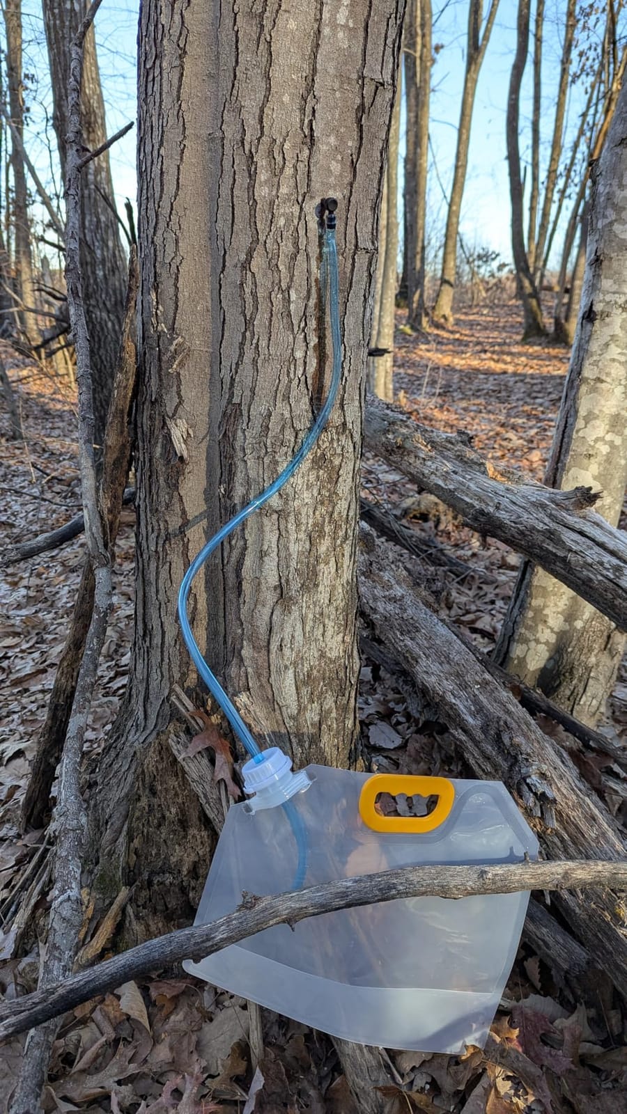 5 Sets Maple Syrup Tapping Kit, Include Maple Syrup Taps,5L MapleSyrup Bags customer photo 1