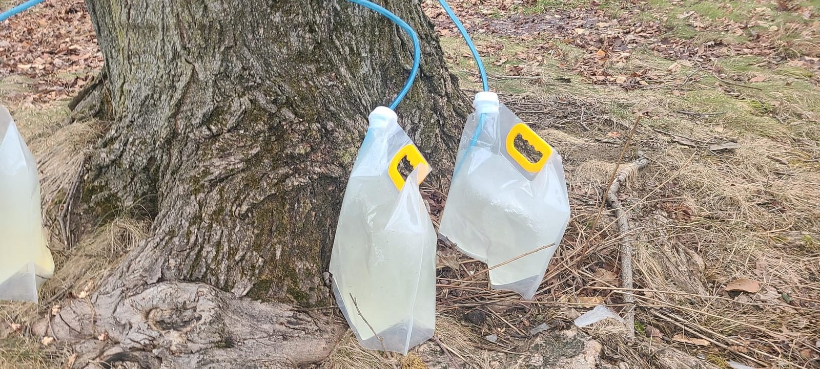 5 Sets Maple Syrup Tapping Kit, Include Maple Syrup Taps,5L MapleSyrup Bags customer photo 2