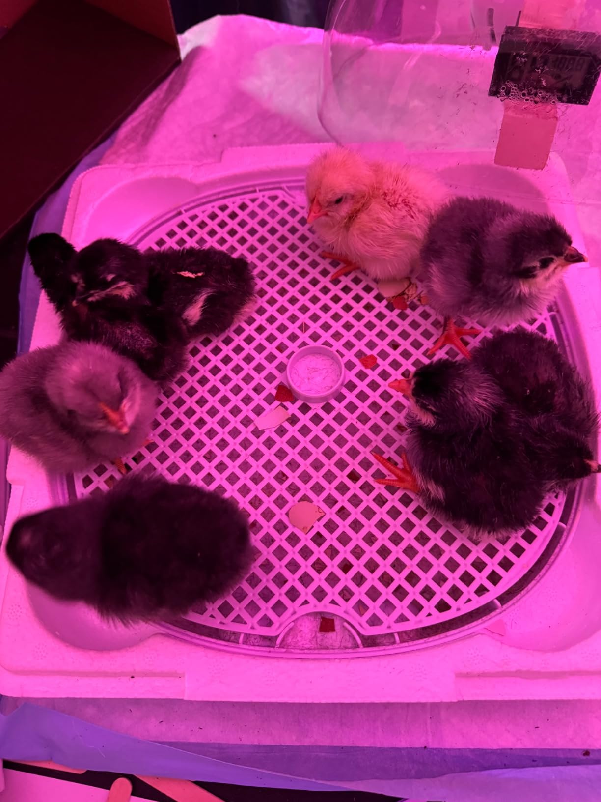 Egg Incubators for Hatching Eggs, Temperature&Humidity Control customer photo 1