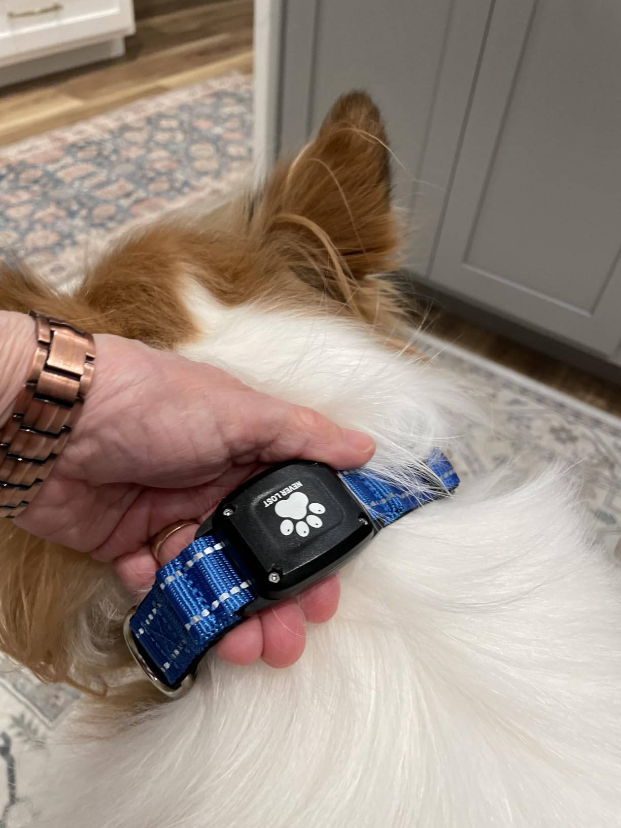 GPS Dog Collar with Tracker, Waterproof, No Monthly Fee, Blue, L customer photo 1