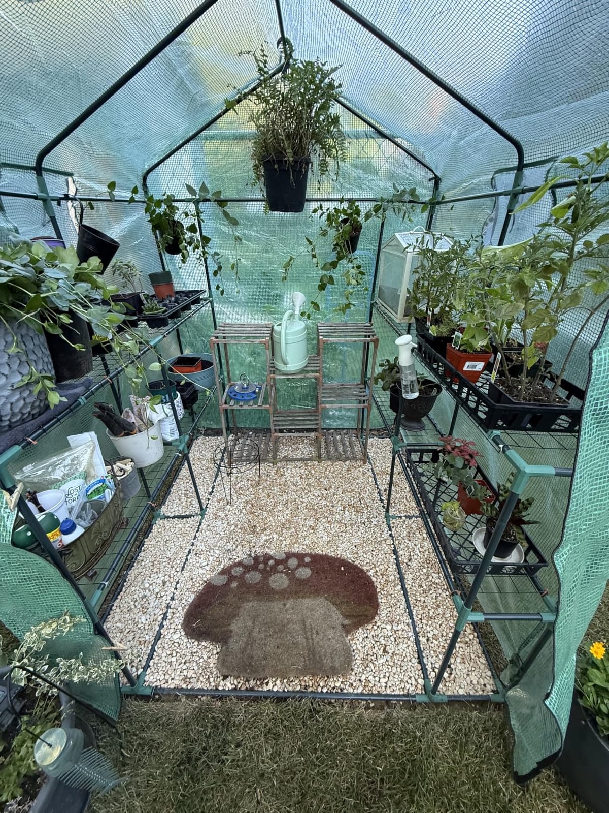 Greengro Greenhouse, 57 x 85 x 76'' Portable Green House for Outdoor Indoor customer photo 1