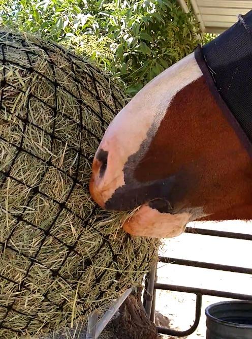 hay chix Half Bale Hay Net for Horses | 1 3/4