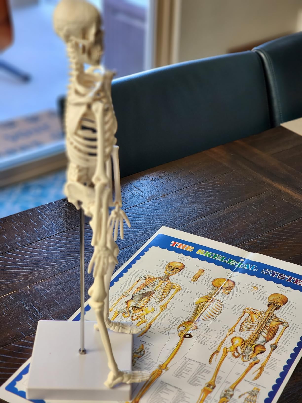 breesky Life Size Skeleton for Halloween: 4.43ft Realistic Human Anatomy Full Body Skeleton Model with 360° Posable Movable Arms - Skeletons for Outdoor Yard Haunted House Atmosphere Decoration customer photo 2