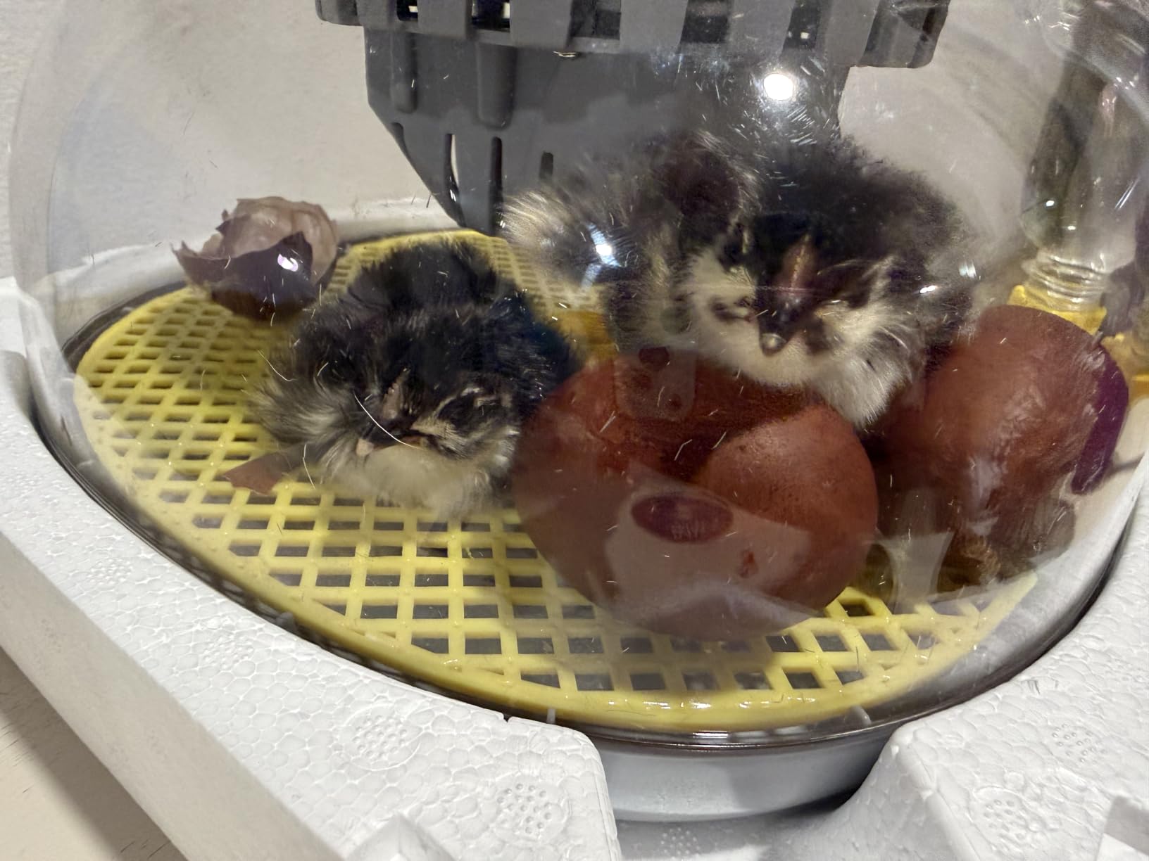 IBKINXX Incubator for Hatching Eggs-48 Egg Capacity, 2026 Newly Upraded Auto Egg Turner & Auto Precision Humidity Control System, 360° Clear Viewing for Chicken, Duck and Quail Eggs (Yellow) customer photo 1
