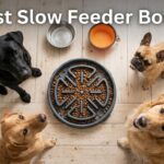 Best Slow Feeder Bowls