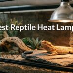Best Reptile Heat Lamps