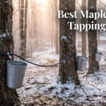 Best Maple Syrup Tapping Kits