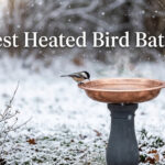 Best Heated Bird Baths