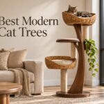 Best Modern Cat Trees