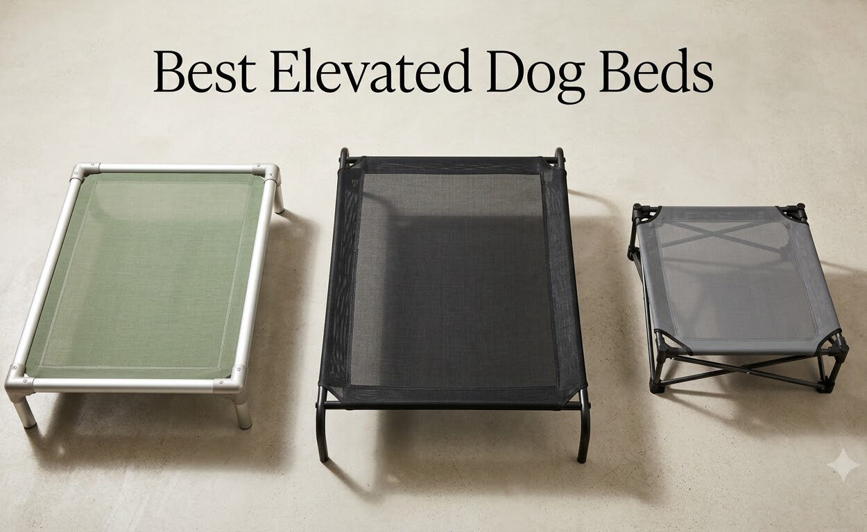 Best Elevated Dog Beds