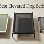 Best Elevated Dog Beds