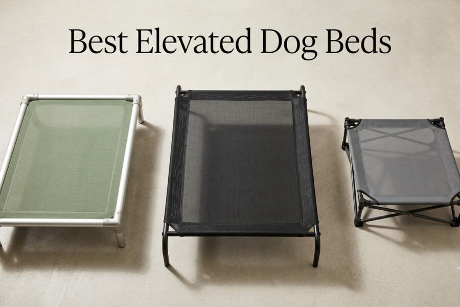 Best Elevated Dog Beds