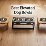 Best Elevated Dog Bowls