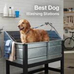 Best Dog Washing Stations