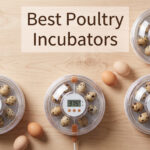 Best Poultry Incubators