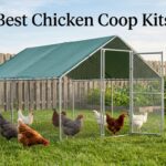 Best Chicken Coop Kits