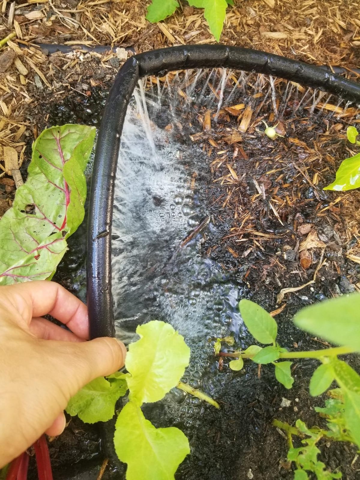 Gilmour 25' Black Flat Weeper Soaker Hose for Garden Beds, Drip Irrigation Outdoor Hose, Flexible Garden Hose for Vegetable Gardens, Flower Beds, Lawns, and Orchards customer photo 2