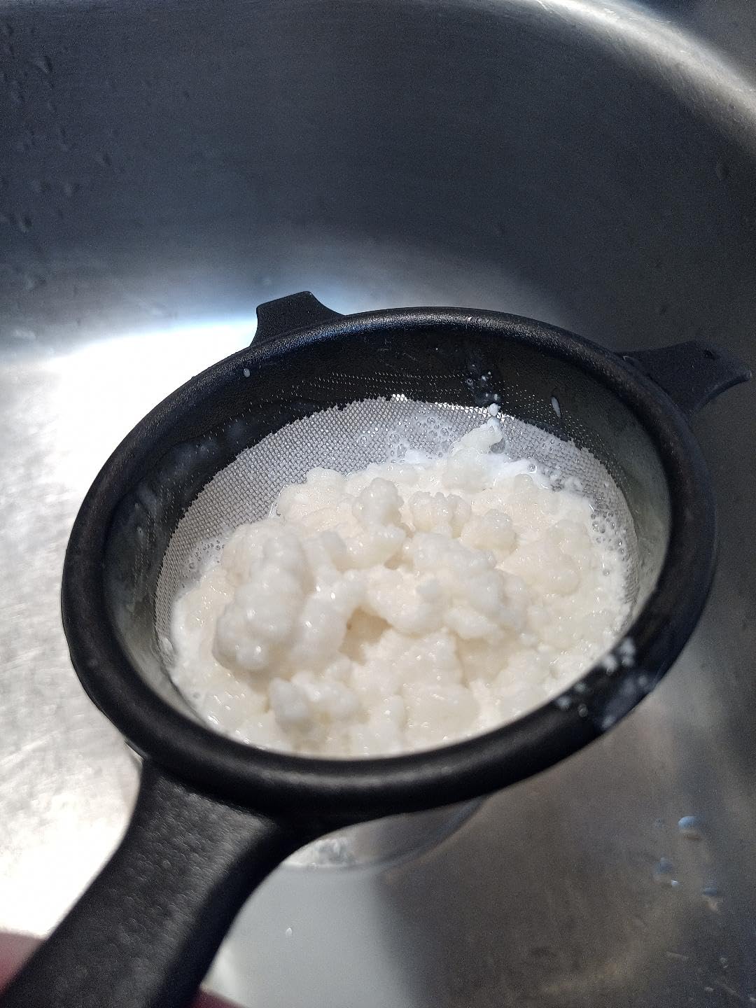 1 TBSP Milk Kefir Grains - Fresh Probiotic Starter Culture - Fusion Teas customer photo 1