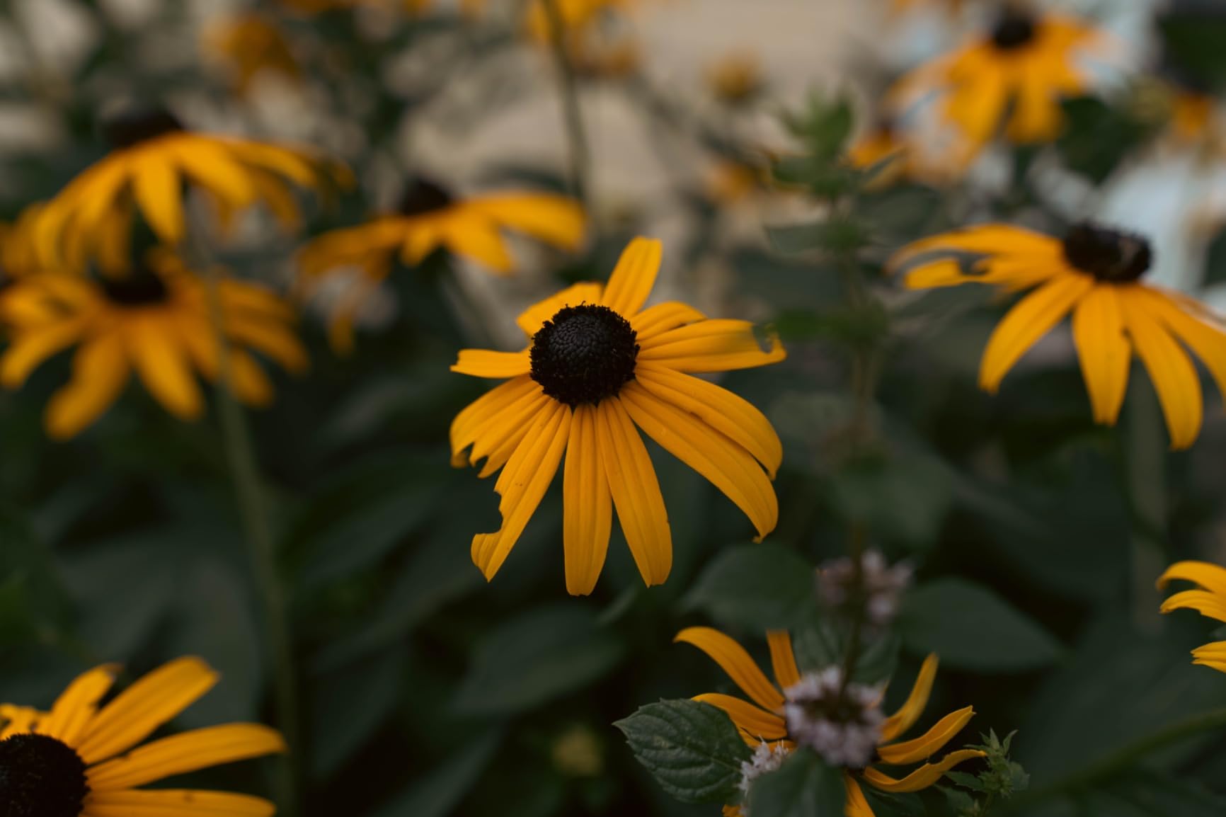 35mm F1.4 DG DN for Sony E Mount customer photo 2