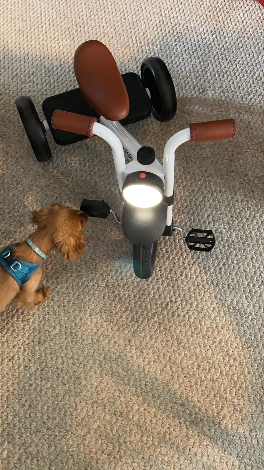 KRIDDO Tricycle for Toddlers 2-5 Years: Rubber Front Wheel, Front Light customer photo 1