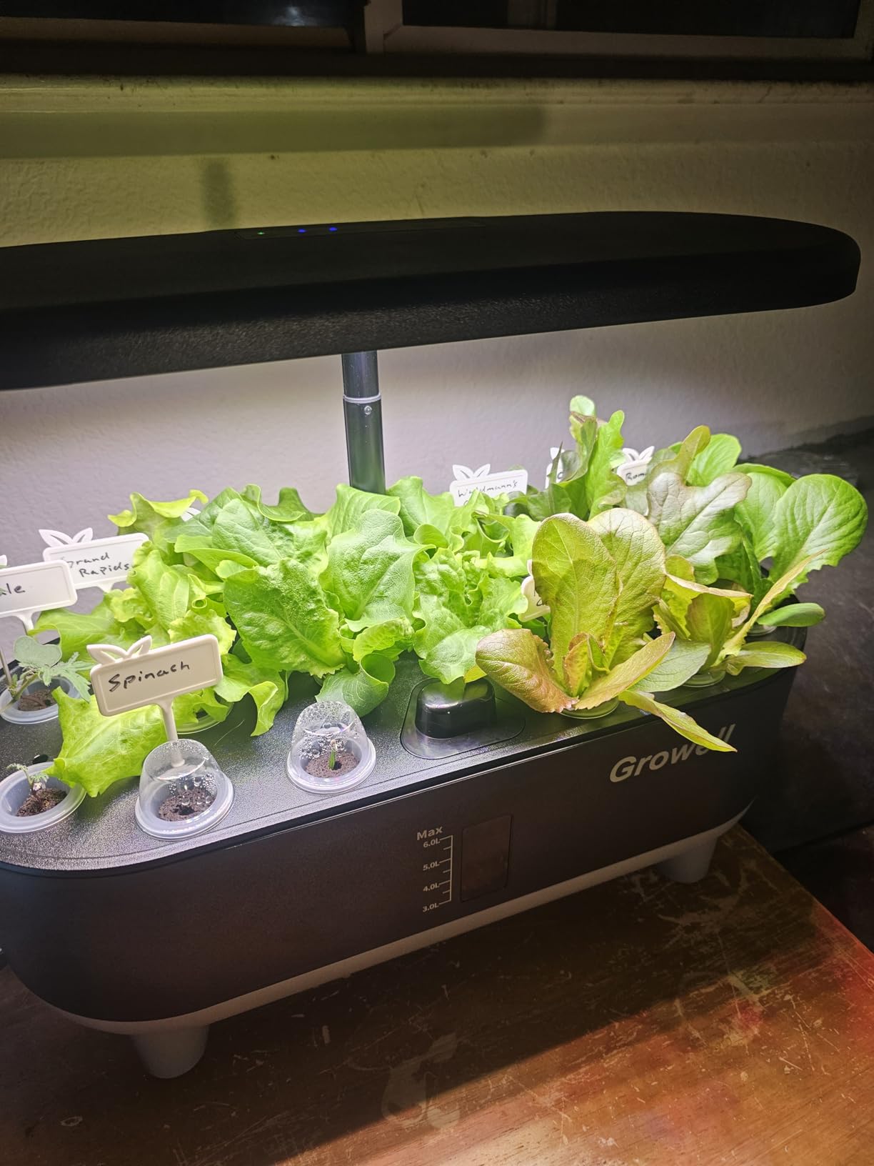 Growell Hydroponics Growing System Kit, 16 Pods Indoor Garden with 28W Full Spectrum LED Grow Light, Auto Timer, 3 Smart Light Modes, 8L Large Herb Garden, Ideal Gardening Gift for Women, Men (Gray) customer photo 1